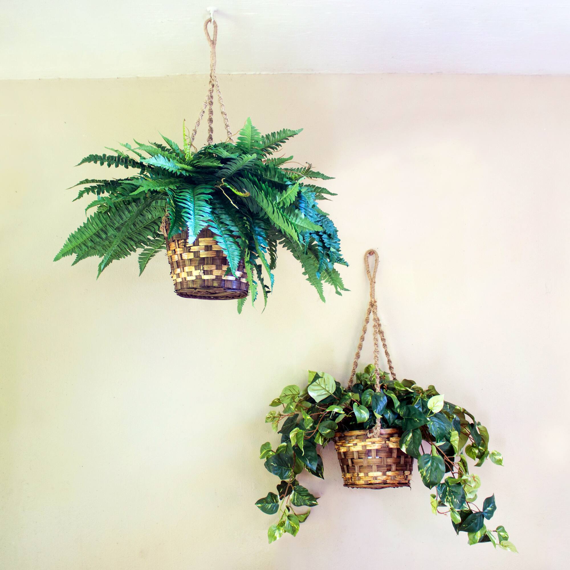 2ft. Pothos In Hanging Basket